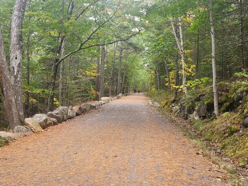A serene forest path lined with trees and rocks, covered in orange leaves, inviting a peaceful walk.