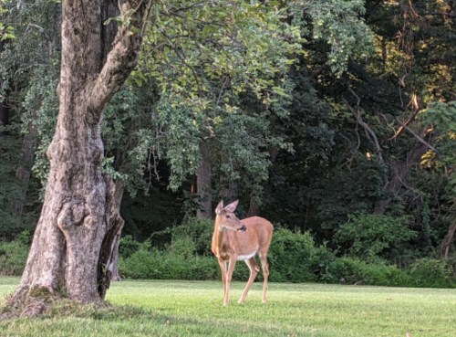 A deer stands near a large tree in a lush green field, surrounded by dense foliage.
