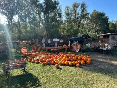 A pumpkin patch with various pumpkins, decorative signs, and a black horse statue in a sunny outdoor setting.