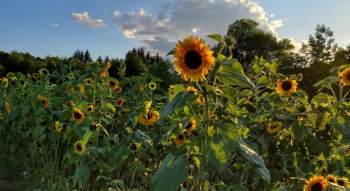 A field of vibrant sunflowers under a blue sky with fluffy clouds, surrounded by lush greenery.