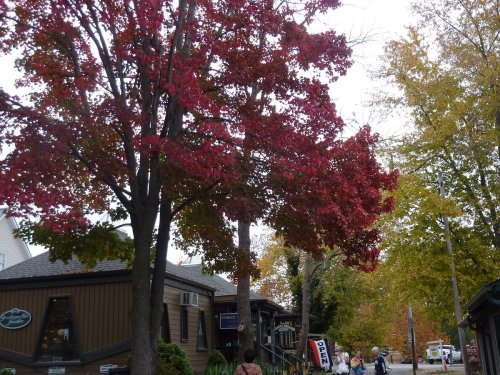 A street scene featuring vibrant red and yellow autumn trees, with a cozy building and people walking nearby.