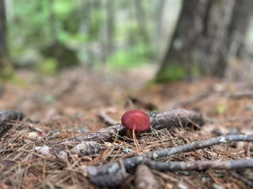 A small red mushroom grows among pine needles and twigs in a forest setting.