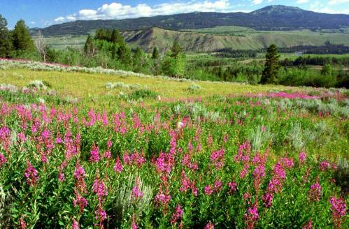 A vibrant field of pink flowers stretches across a landscape with rolling hills and distant mountains under a blue sky.