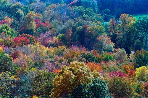 A vibrant forest in autumn, showcasing a stunning array of colorful leaves in shades of red, orange, and yellow.