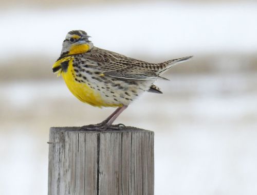 A yellow-breasted bird perched on a wooden post, with a blurred snowy background.