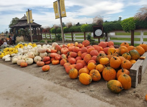 A variety of pumpkins in different colors and sizes scattered on the ground at a pumpkin patch.