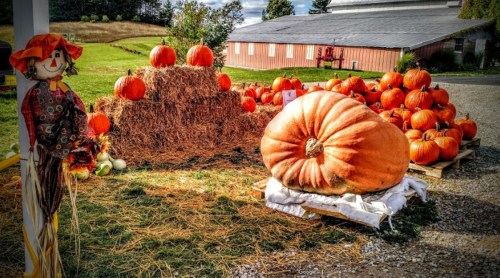 A scarecrow stands beside large pumpkins and hay bales at a farm, with a backdrop of a barn and autumn scenery.