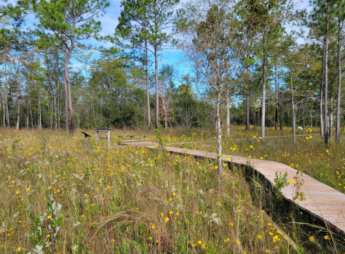 A wooden boardwalk winds through a grassy area filled with wildflowers and surrounded by trees under a blue sky.