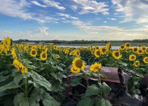 A field of vibrant sunflowers surrounds an old tractor under a blue sky with scattered clouds.