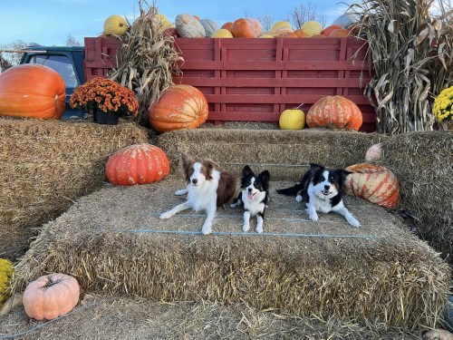 Three dogs sit on hay bales surrounded by pumpkins and autumn decorations in a festive outdoor setting.