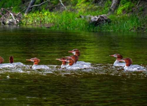 A group of ducks with distinctive red heads swims in a calm, green-tinted river surrounded by lush vegetation.