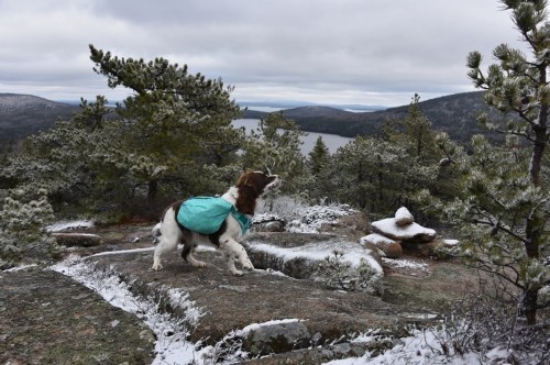 A dog in a teal jacket stands on rocky terrain, overlooking a snowy landscape and a lake in the distance.