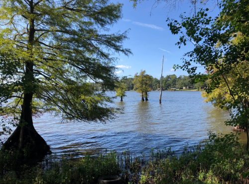 A serene river scene with cypress trees and calm water under a clear blue sky.