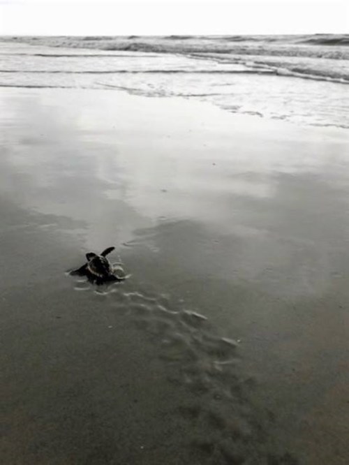 A small turtle makes its way across wet sand towards the ocean, leaving a trail behind it.