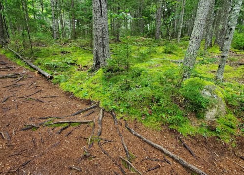 A lush forest scene with moss-covered ground, tree roots, and tall trees surrounded by greenery.