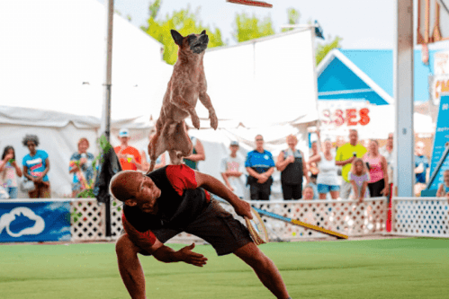 A dog leaps to catch a frisbee mid-air while a trainer bends forward, with an audience watching in the background.
