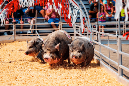 Three pigs racing through a sandy arena, with spectators cheering in the background. Colorful decorations overhead.