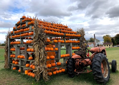 A rustic wooden structure adorned with pumpkins, next to an orange tractor in a grassy field under a cloudy sky.