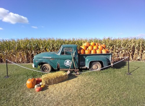 An old green truck filled with pumpkins, parked in front of a cornfield under a blue sky. Hay bales are nearby.