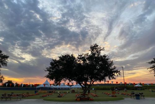 A sunset sky over a pumpkin patch, with a large tree and tents in the background, decorated with orange bunting.