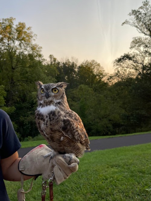 A person in a glove holds a brown and white owl against a backdrop of trees and a sunset sky.