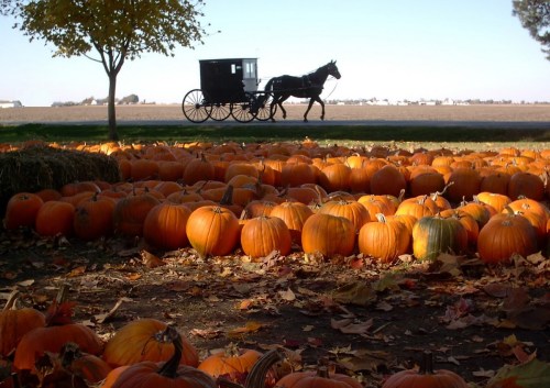 A horse-drawn carriage passes by a field of vibrant orange pumpkins under a clear blue sky.