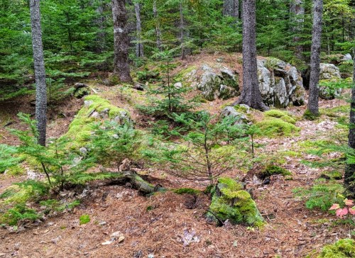 A forest scene with moss-covered rocks, small trees, and pine needles on the ground, surrounded by tall trees.