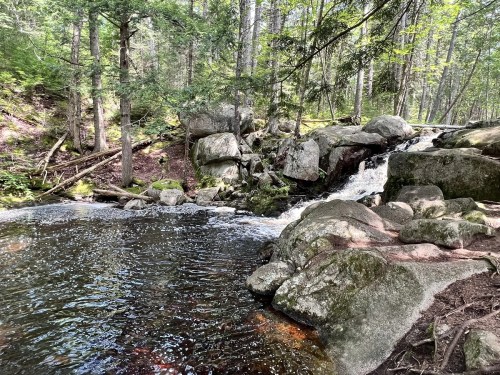 A serene forest scene featuring a small waterfall cascading over rocks into a calm pool surrounded by trees.