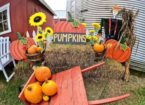 A festive autumn display with large pumpkins, sunflowers, a scarecrow, and a red wheelbarrow on hay bales.