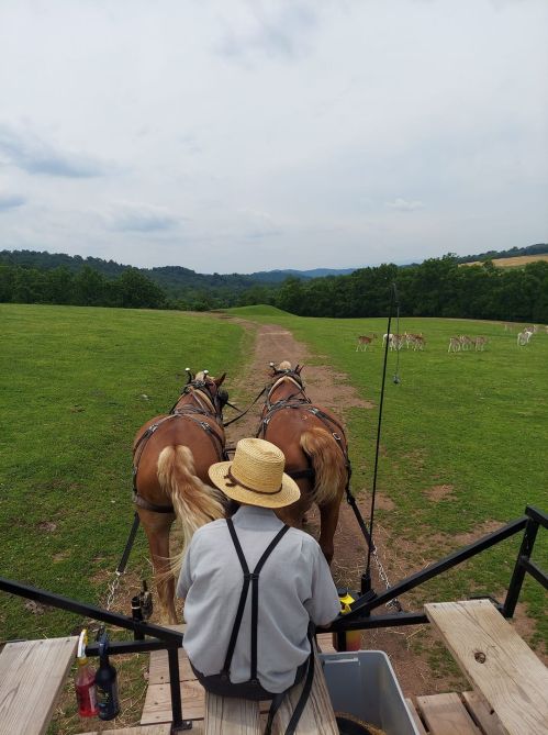 A person in a straw hat sits in a cart pulled by two horses, overlooking a green field with distant hills.