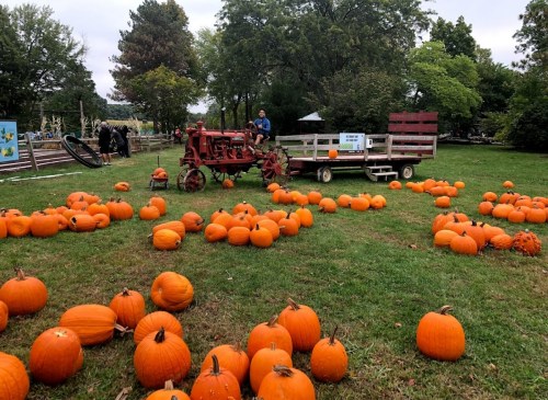 A vintage tractor sits beside a wagon in a pumpkin patch, surrounded by numerous orange pumpkins on green grass.