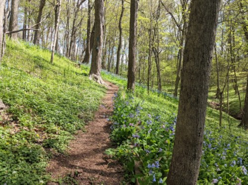 A winding dirt path through a lush green forest, lined with blooming blue flowers and tall trees.