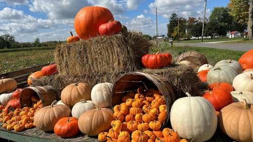 A display of various pumpkins and gourds on hay bales, with a scenic rural background and blue sky.