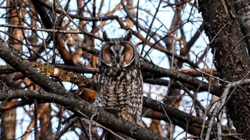 A long-eared owl perched among branches, showcasing its distinctive ear tufts and patterned feathers.