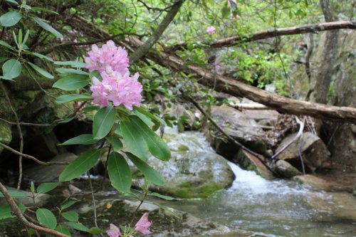 A stream flows through a lush forest, with pink flowers and green leaves in the foreground.