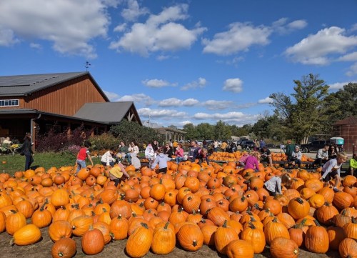 A vibrant pumpkin patch with people selecting pumpkins under a blue sky with fluffy clouds.