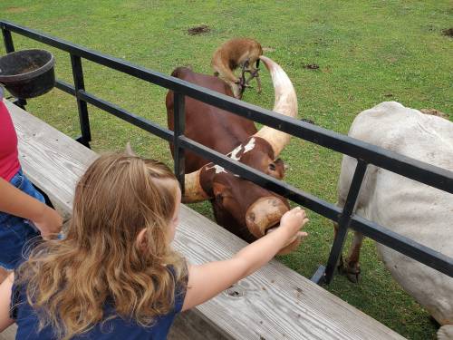 A child feeding a large brown cow with long horns while another animal is in the background on a grassy field.