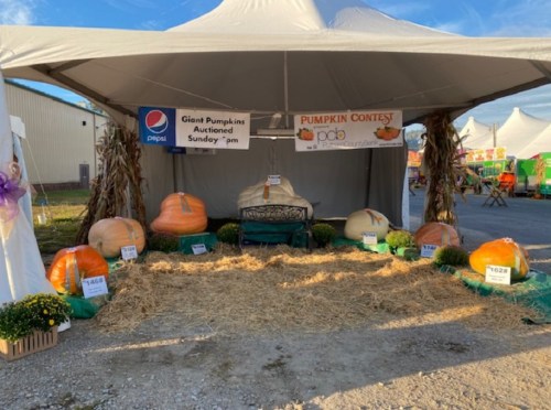 A tent displaying giant pumpkins for auction, with a sign for a pumpkin contest and straw on the ground.