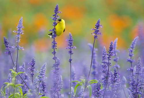 A yellow bird perched among tall purple flowers in a vibrant, colorful field.