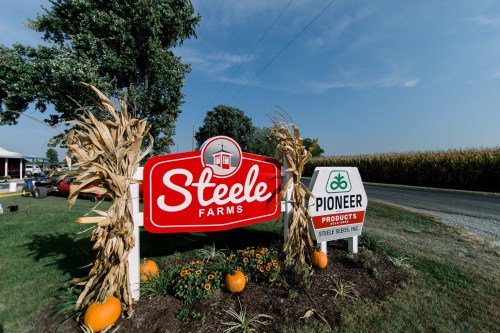 Sign for Steele Farms with corn stalks and pumpkins, located near a cornfield under a clear blue sky.