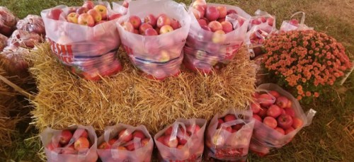 Bags of apples stacked on hay bales, with a flower pot in the background.