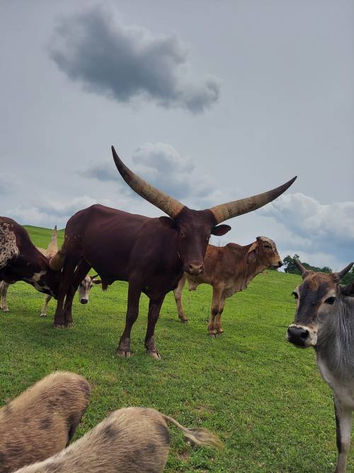 A group of cows in a grassy field, featuring a prominent longhorn cow in the foreground under a cloudy sky.