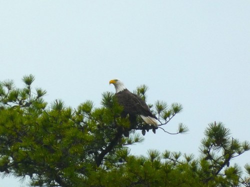 A bald eagle perched on a branch of a pine tree against a cloudy sky.