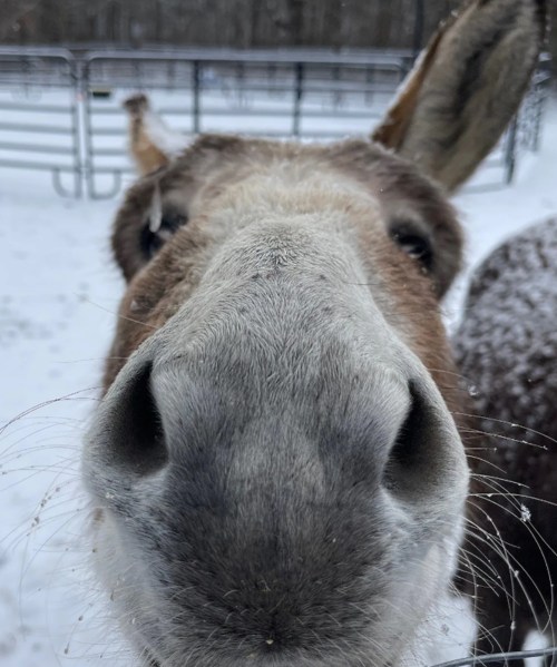 Close-up of a donkey's face with snow on its nose, set against a snowy background and a fence.