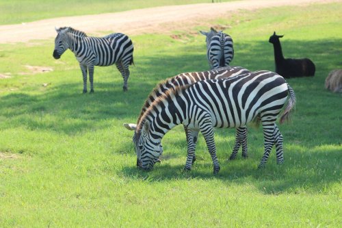 A group of zebras grazing on green grass, with a few other animals in the background.