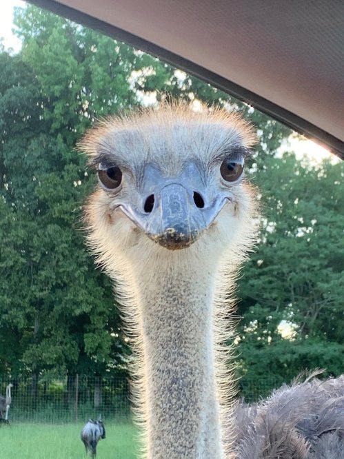 A close-up of an ostrich's face, showcasing its large eyes and long neck against a blurred green background.