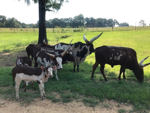 A group of cows with distinctive markings grazing in a grassy field under a tree.