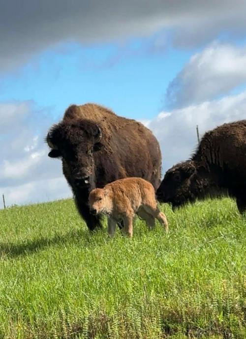 A bison and its calf grazing in a green field under a partly cloudy sky.