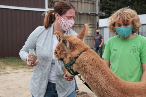 A woman and a child wearing masks interact with a friendly alpaca at a farm.