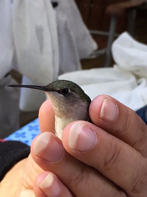 A close-up of a small hummingbird being gently held in a person's hand.